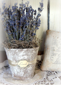vaso con lavanda